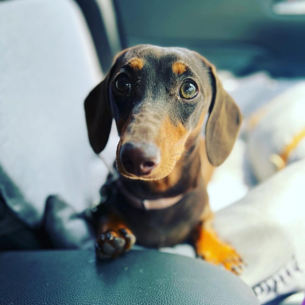 About Ruby. Ruby is a mini dachshund