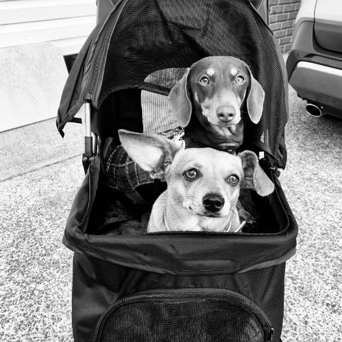 About Rosie and ruby. 2 dogs in a pram