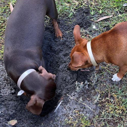 About. 2 Dogs digging in the dirt