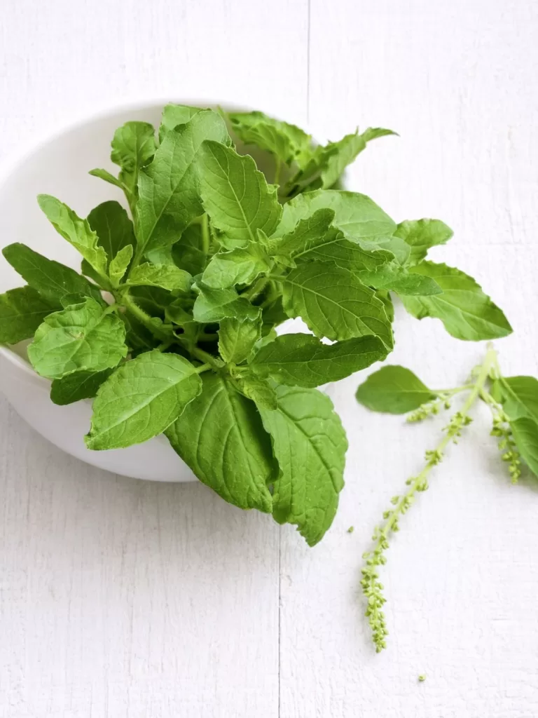 Fresh holy basil leaves in a white bowl on a white background.