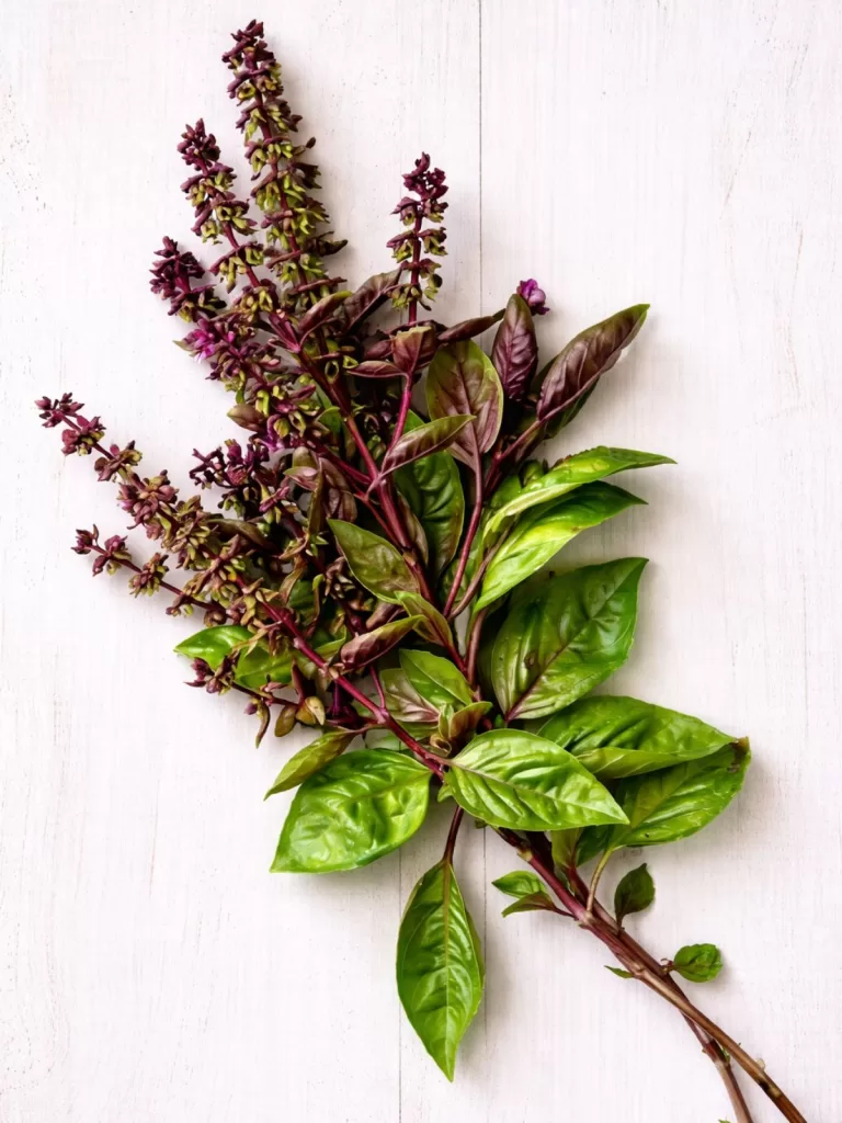 thai basil bunch on white background