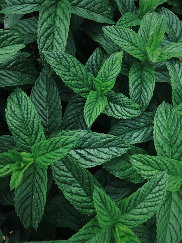 fresh mint leaf plant