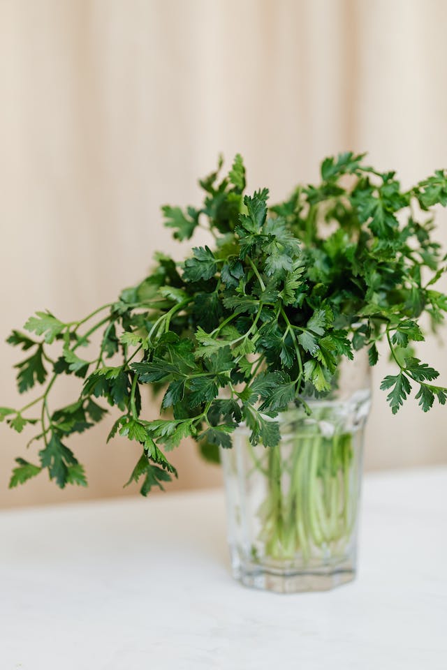parsley stems in a glass jar