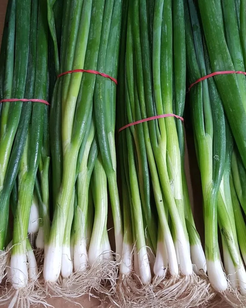 bunches of spring/green onions