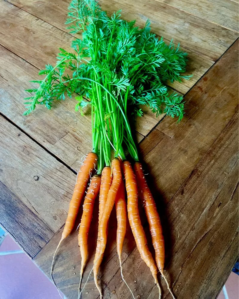 Baby carrots bunch