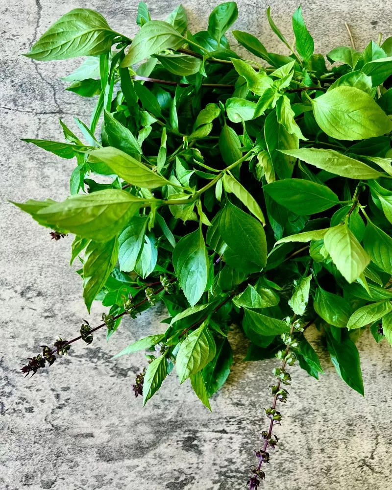 Thai basil bunch on marble background