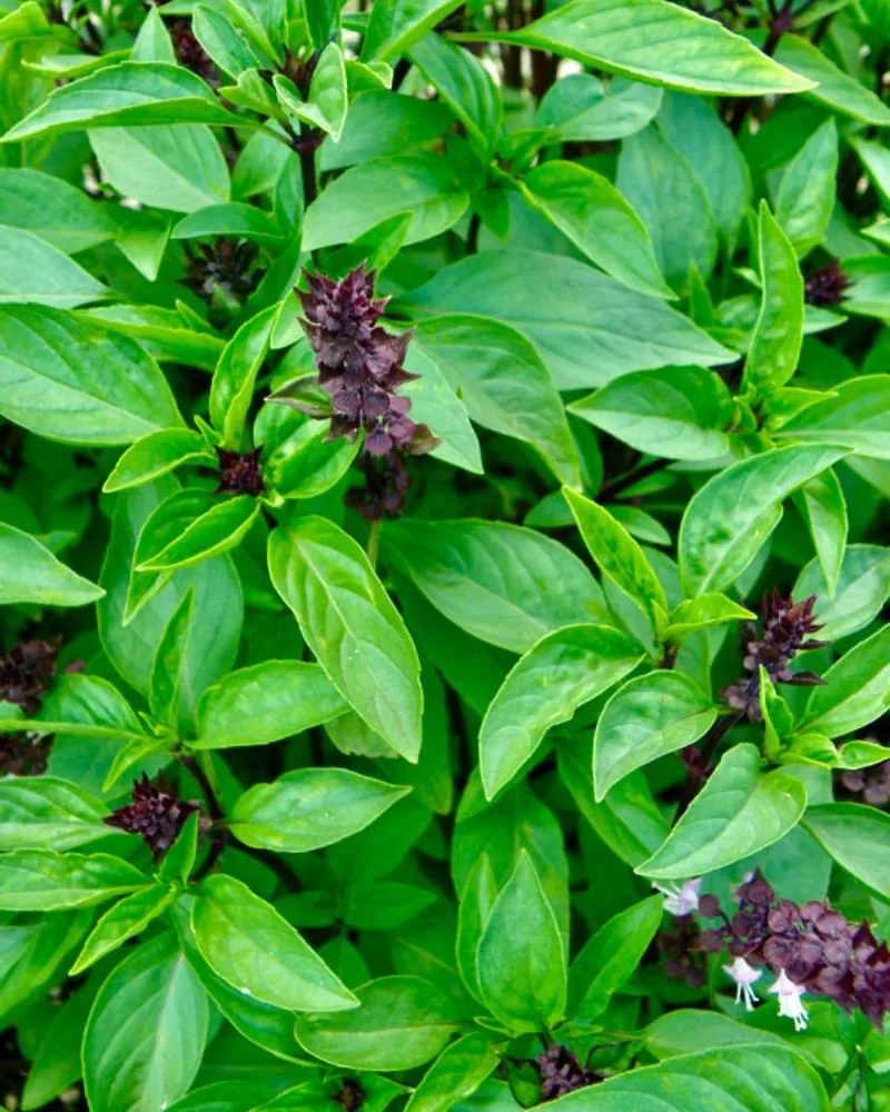 Thai basil growing 