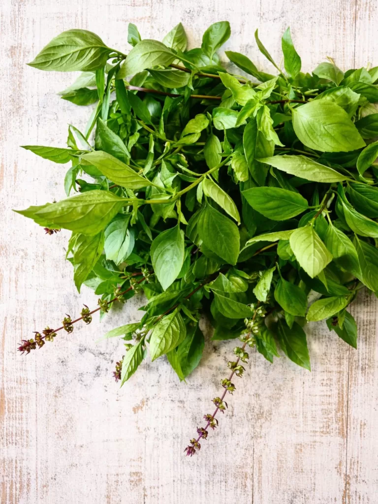 Overhead view of a large bunch of fresh Thai basil with green leaves and purple flowering stems on a white timber background in bright natural light.