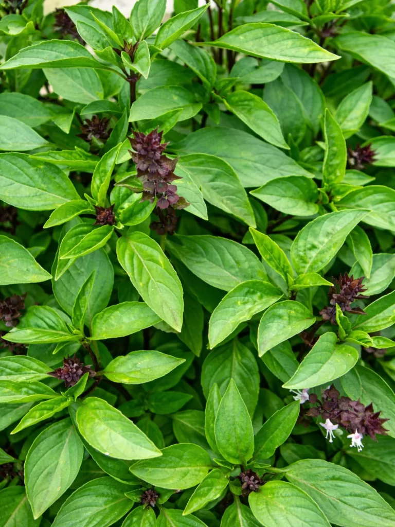 Close up of Thai basil plant