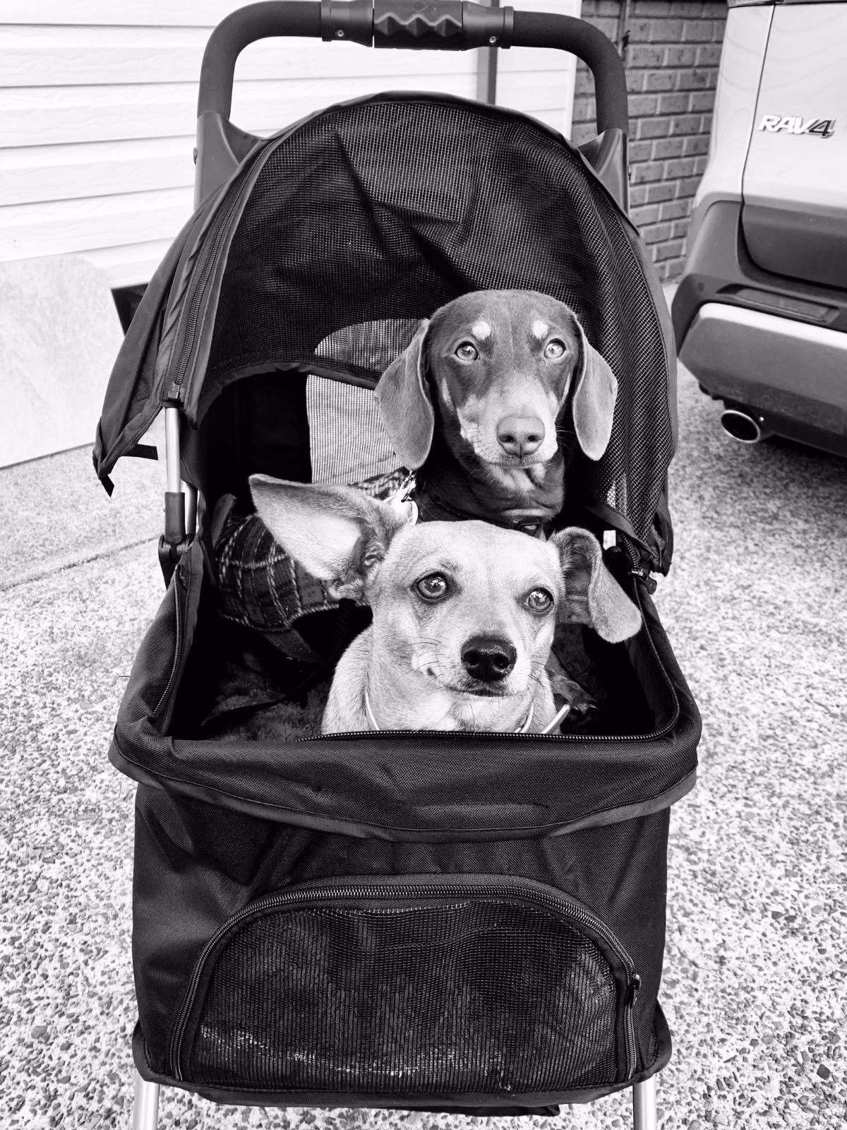 2 dogs in a pram